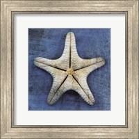 Framed Armored Starfish Underside