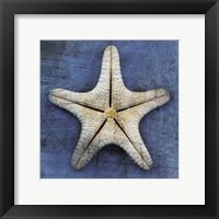 Framed Armored Starfish Underside