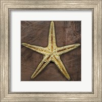 Framed Starfish