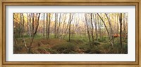 Framed Birch Forest Panorama