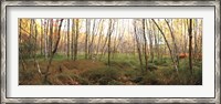 Framed Birch Forest Panorama