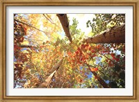 Framed Forest Canopy