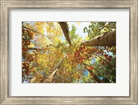 Framed Forest Canopy