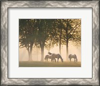 Framed Horses in the mist