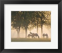 Framed Horses in the mist