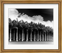 Framed White Palms, Costa Rica