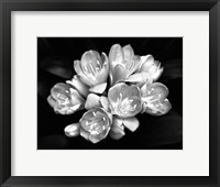 Framed Camellia Bloom