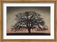 Framed Majestic Oak