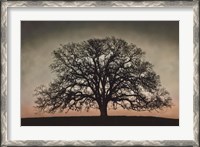 Framed Majestic Oak