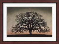 Framed Majestic Oak