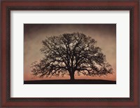 Framed Majestic Oak
