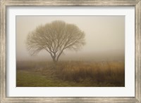 Framed Tree in Field