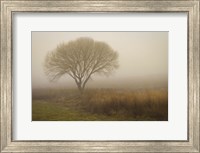 Framed Tree in Field
