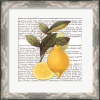 Framed Citrus Edition I
