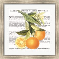 Framed Citrus Edition II