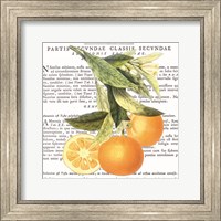 Framed Citrus Edition II