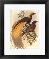 Framed Golden Bird of Paradise