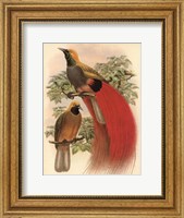 Framed Scarlet Bird of Paradise