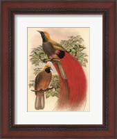 Framed Scarlet Bird of Paradise