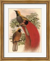 Framed Scarlet Bird of Paradise