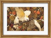 Framed Persimmons & Cockatoos