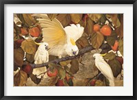 Framed Persimmons & Cockatoos