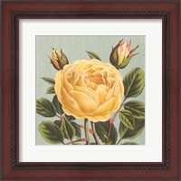 Framed Yellow Rose