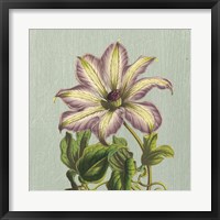 Framed Purple Clematis