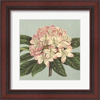 Framed Rhododendron