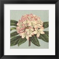 Framed Rhododendron
