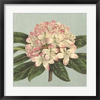 Framed Rhododendron