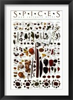 Framed Spices and Culinary Herbs