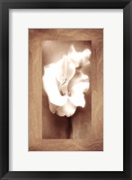 Framed Gladiolus