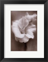 Framed Gladiolus White