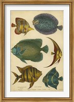 Framed Non-Emb. Goldsmith's Spinous Fishes