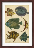 Framed Non-Emb. Goldsmith's Spinous Fishes