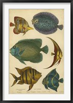 Framed Non-Emb. Goldsmith's Spinous Fishes