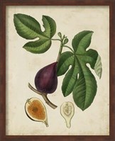 Framed Non-Embellished Antique Fig Tree