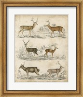 Framed Non-Embellished Species of Deer