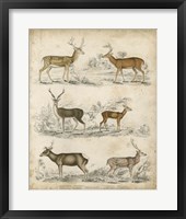 Framed Non-Embellished Species of Deer