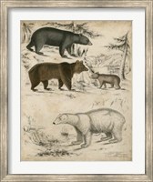 Framed Non-Embellished Species of Bear