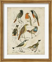 Framed Non-Embellished Avian Gathering I