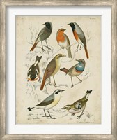 Framed Non-Embellished Avian Gathering I
