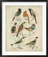 Non-Embellished Avian Gathering I Framed Print