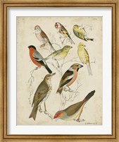 Framed Non-Embellished Avian Gathering II