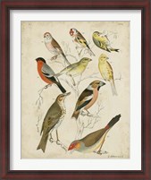 Framed Non-Embellished Avian Gathering II