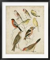 Non-Embellished Avian Gathering II Framed Print