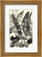 Framed B&W Butterfly II