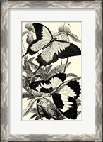 Framed B&W Butterfly III