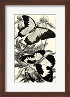 Framed B&W Butterfly III
